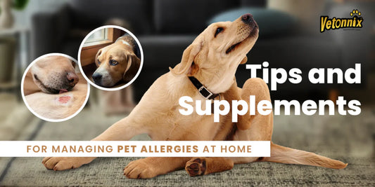 Tips and Supplements for Managing Pet Allergies at Home