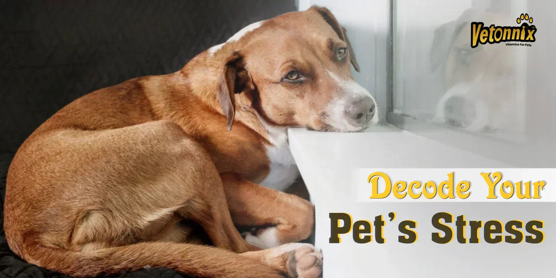 Pet Anxiety  supplement