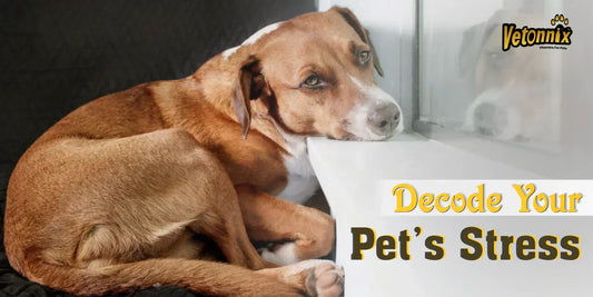 Pet Anxiety supplement