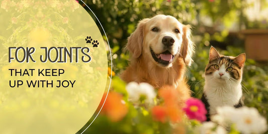 dog joint supplements
