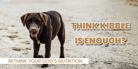 The Truth About Pet Nutrition: Are You Really Feeding Your Dog Enough Vitamins?
