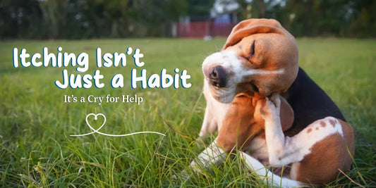 Every Scratch Tells a Story : Listen to What Your Pet’s Skin Is Saying