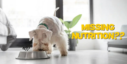 pet care multivitamin