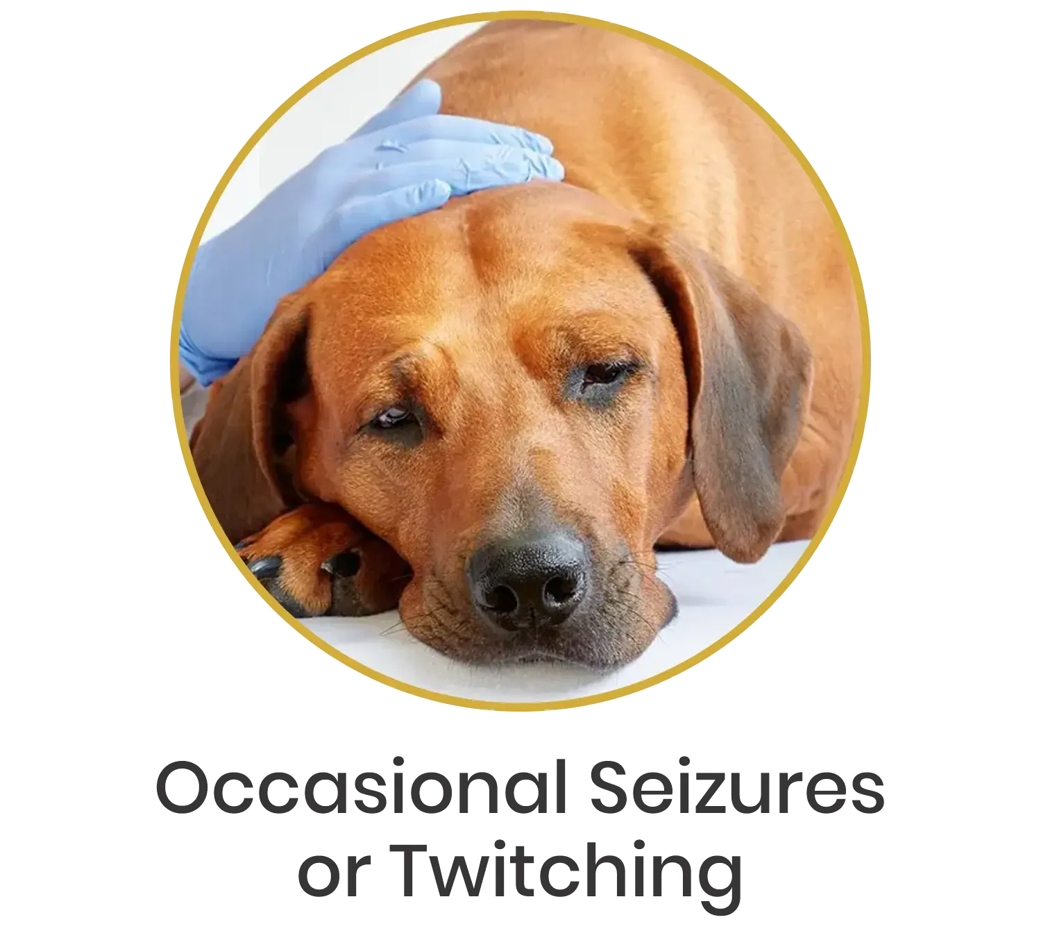 Custom Image