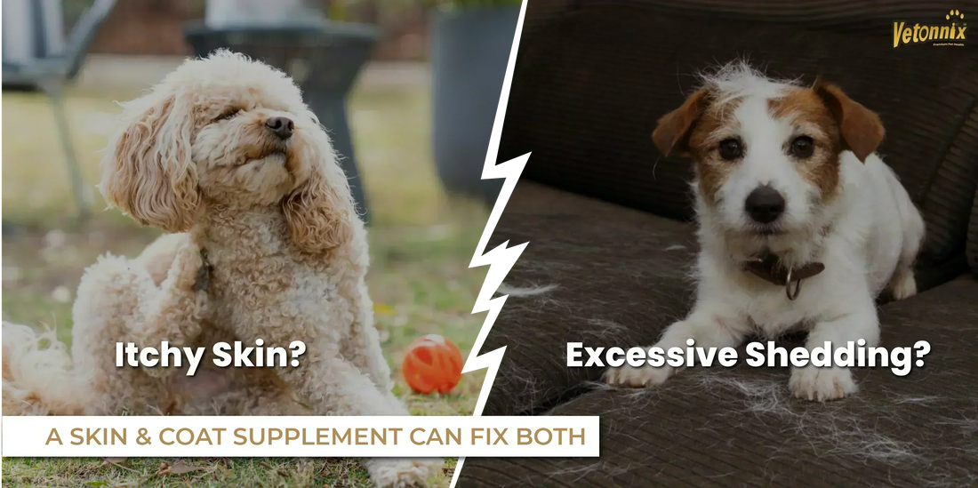 Pet Skin & Coat Supplement 