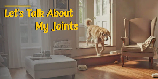 Pay Attention to My Joints: What Aging Pets Wish You Knew