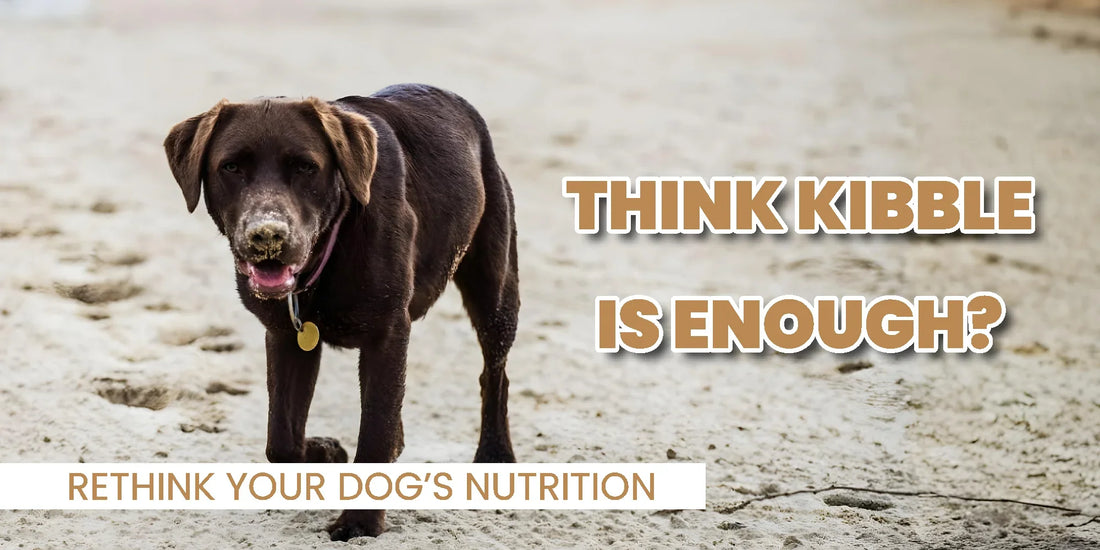 The Truth About Pet Nutrition: Are You Really Feeding Your Dog Enough Vitamins?