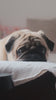 hemp calming spray pets