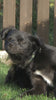 online pet skin and coat spray