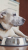dog health vitamins
