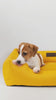anxiety supplements for dogs
